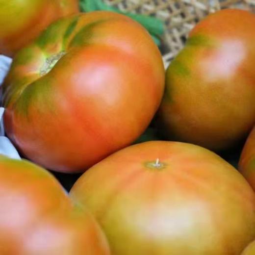 有机北京草莓西红柿 | 合作生产*Organic tomato| Coproduction 商品图1