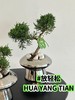 放“青”松 盆栽（每盆形态不同，介意慎拍） 商品缩略图1
