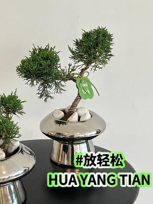 放“青”松 盆栽（每盆形态不同，介意慎拍） 商品图1