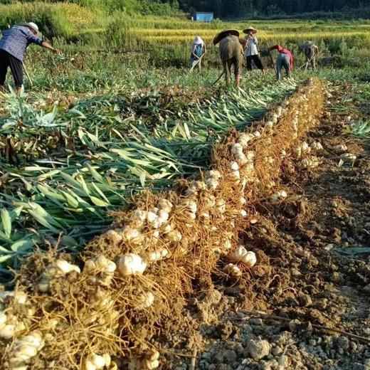 龙牙百合干 | 2025年新货 商品图4