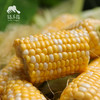 生态水果玉米（英德） | 合作生产*Eco-Corn  | Coproduction 商品缩略图0