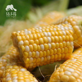生态水果玉米（英德） | 合作生产*Eco-Corn  | Coproduction