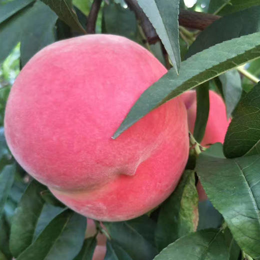 【陕西西安】陕西露天水蜜桃新鲜采摘应季水果 商品图1