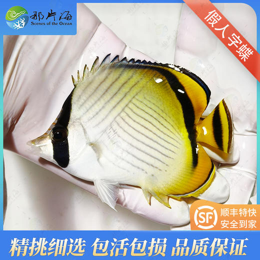 假人字蝶Chaetodon vagabundus 商品图0