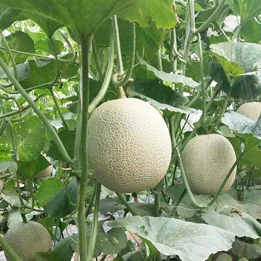 【分仓直发包邮】山东玫珑瓜5斤装(净重4.5-5斤)  商品图4