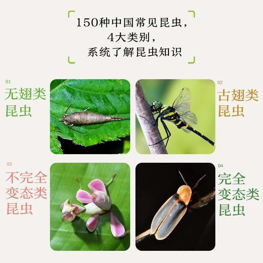 生活观察图鉴 中国常见昆虫观察图鉴 昆虫科普图鉴 观察昆虫细节 学好生物*步 商品图4