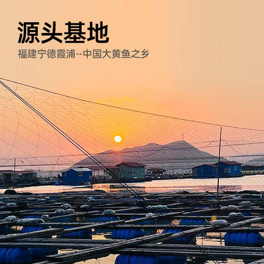 【有机大黄鱼】鲜活尝新，源头把控品质，有机仿生态养殖 商品图3