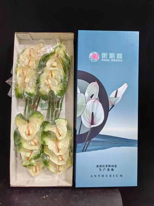 同城甄选混色花红掌鲜切花 商品图1