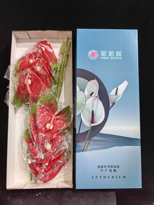 同城甄选混色花红掌鲜切花 商品图8