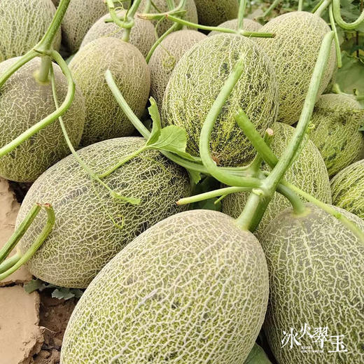 新疆冰火蜜瓜双拼至爱蜜瓜+翠玉蜜瓜 商品图6