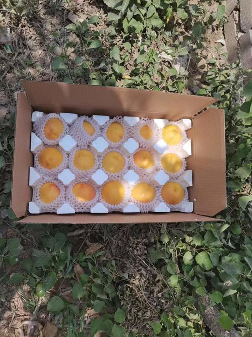 【山东·沂蒙】夏季爆款 蒙阴特产黄金黄油桃  新鲜当季黄金脆甜油桃 商品图9