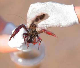 【亲子半日】稻田节：插秧\摸龙虾\采蔬菜\解锁童年美食\积累2志愿工时|5~12岁亲子