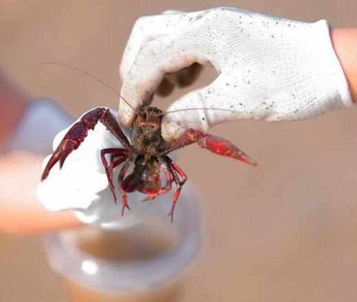 【亲子半日】稻田节：插秧\摸龙虾\采蔬菜\解锁童年美食\积累2志愿工时|5~12岁亲子 商品图0