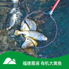 【有机大黄鱼】鲜活尝新，源头把控品质，有机仿生态养殖 商品缩略图0