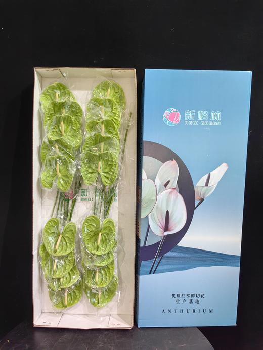 同城甄选混色花红掌鲜切花 商品图9