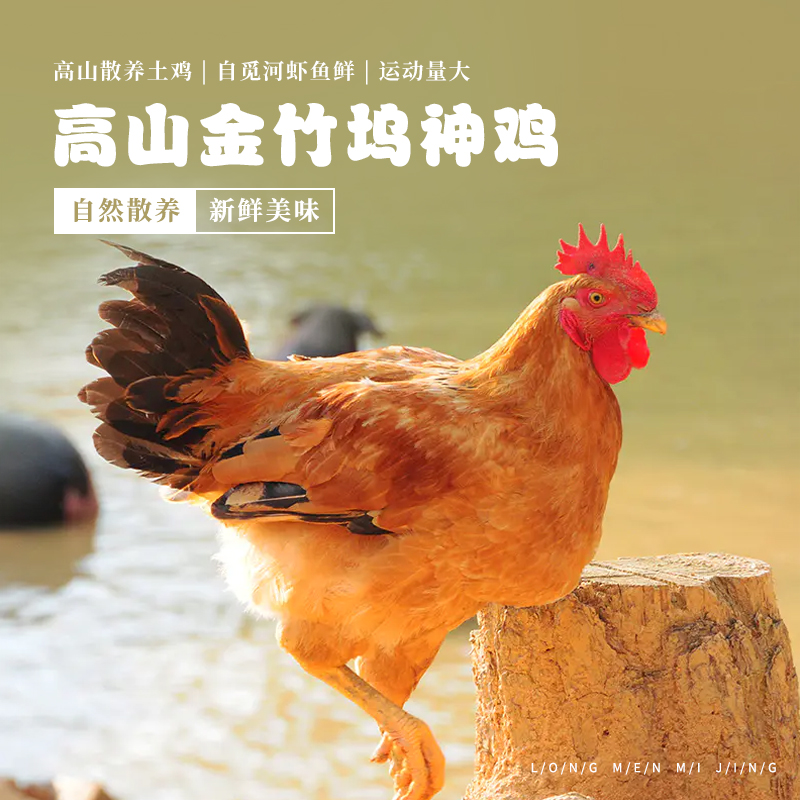 【龙门秘境】--金竹神鸡