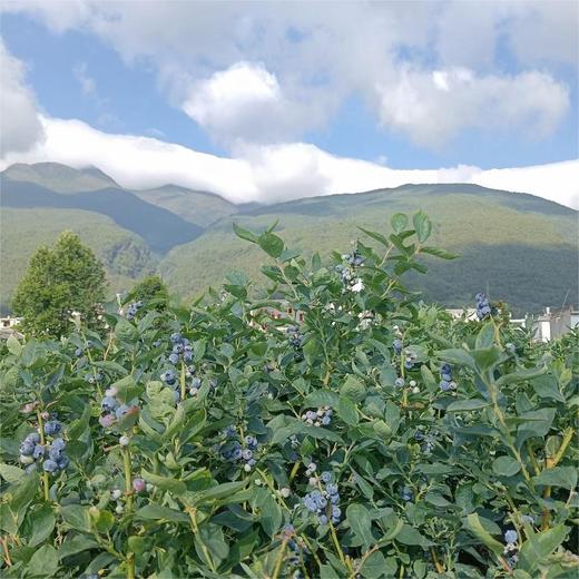 生态高山蓝莓（云南） | 合作生产*Ecological Yunnan alpine blueberry |  artner Production 商品图2