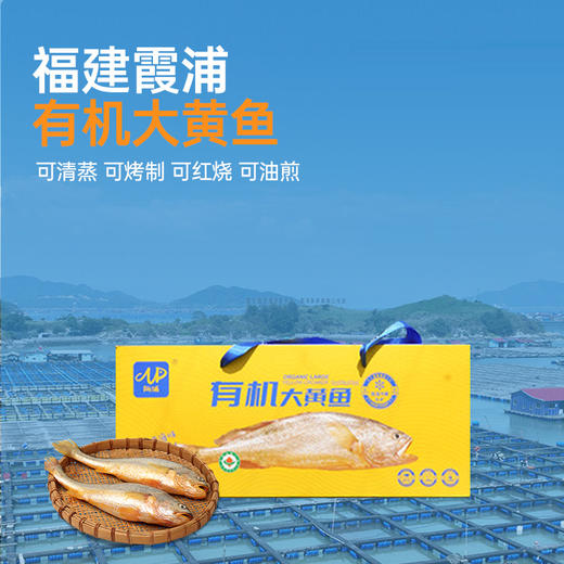 【有机大黄鱼】鲜活尝新，源头把控品质，有机仿生态养殖 商品图1