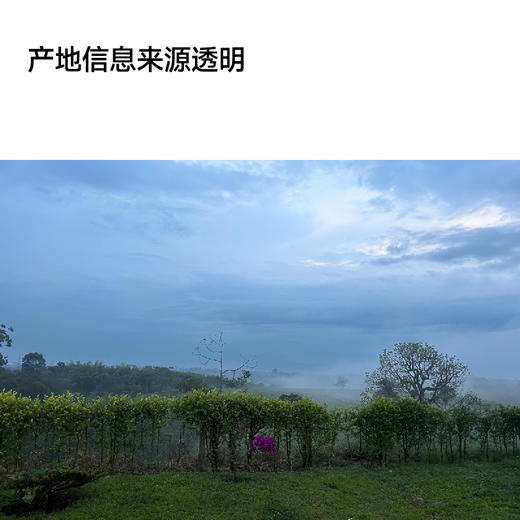 钦蜜9号 全能咖啡豆200g 商品图4