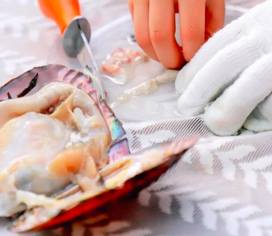 【亲子半日】2小时志愿时长-麦田节：开河蚌盲盒做珍珠首饰|收小麦\磨mian粉|5~12岁亲子