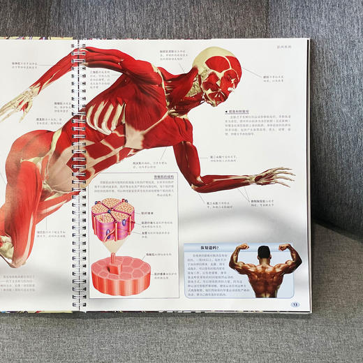 “DK透视眼百科”：《人体》 商品图5