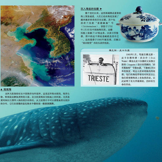 “DK透视眼百科”：《海洋》 商品图6