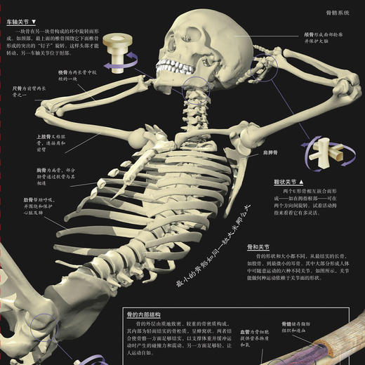 “DK透视眼百科”：《星空》 商品图13