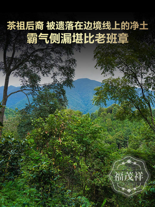 【班章王】品质赶超老班章 十年难遇性价比 2024年春茶云南勐海边境普洱茶生茶800年古树357g茶饼 商品图3