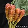 夏日精选花材姜荷花 商品缩略图6