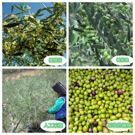 有机特级初榨橄榄油 商品图8