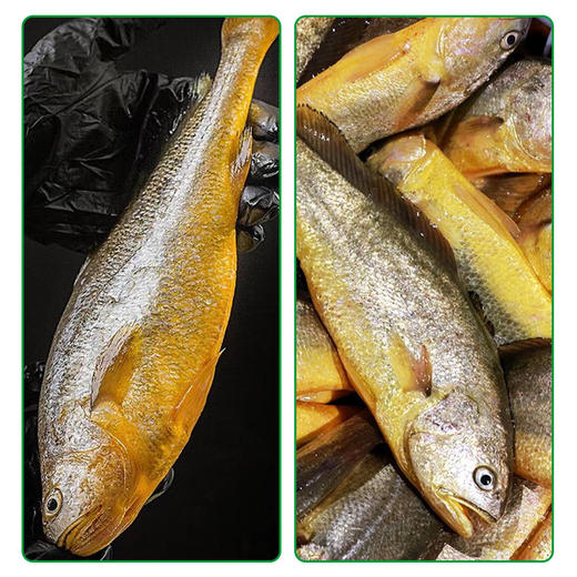 【有机大黄鱼】鲜活尝新，源头把控品质，有机仿生态养殖 商品图2