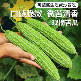 北京新鲜现摘绿苦瓜400g 鲜嫩肉厚  清新甘苦  脆嫩爽口  适合蘸酱生吃  苦瓜