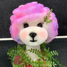 日常泰迪毛 OPAWZ小爪印