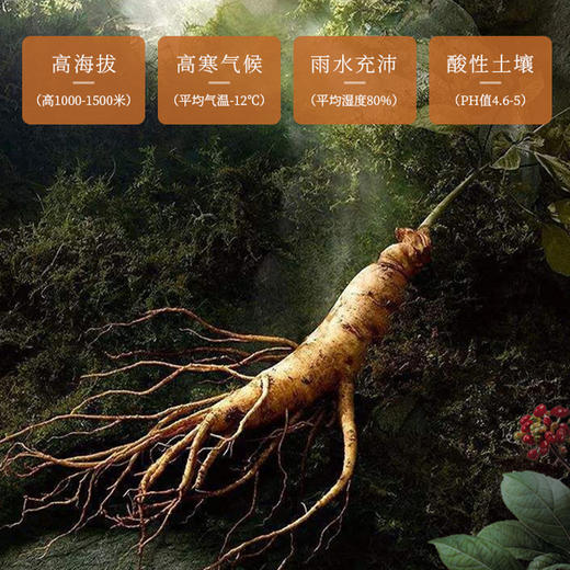 【分仓直发包邮】福东海人参蜜片30克/瓶 商品图3