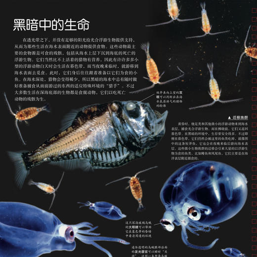 “DK透视眼百科”：《星空》 商品图9