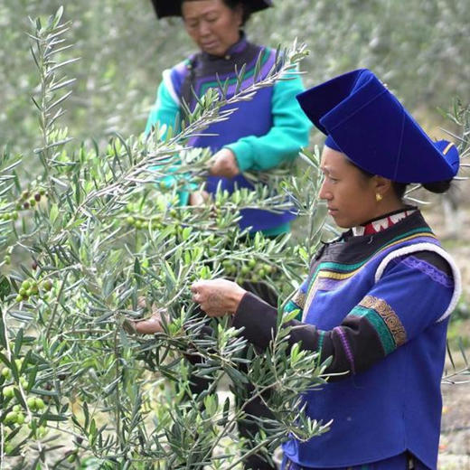 有机特级初榨橄榄油 商品图9