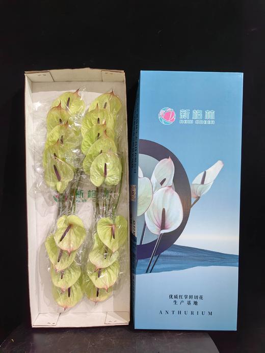 同城甄选混色花红掌鲜切花 商品图4