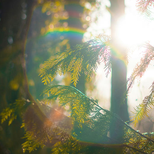 夏至·致耀眼的你 商品图0