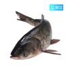 【鲜活】胖头鱼（2500±50g）多退少补（默认不收拾，收拾请备注） 商品缩略图0