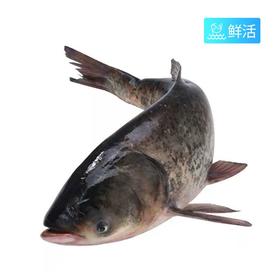 【鲜活】胖头鱼（2500±50g）多退少补（默认不收拾，收拾请备注）