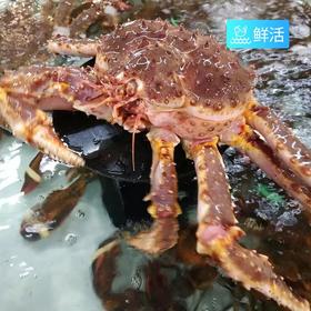 【鲜活】帝王蟹（约3000g）多退少补