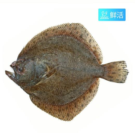 多宝鱼（约850g/条）（多退少补） 商品图0