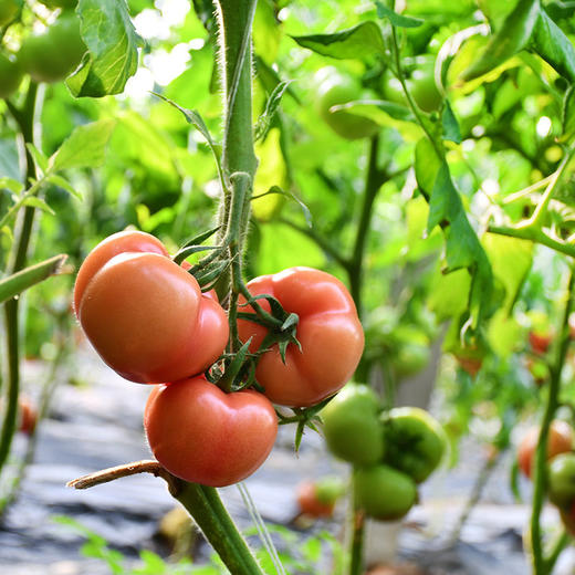 【沙瓤清甜自然熟！普罗旺斯番茄】自然生长营养健康，原汁原味酸甜适口，晶莹剔透清香扑鼻，入口绵密细腻清肥厚多汁，不一样的美味Y 商品图6