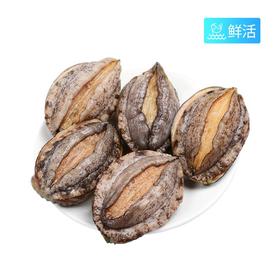 鲍鱼小（5只）