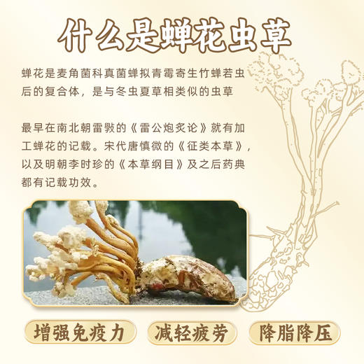L悦绿野蝉花虫草面913g 商品图5