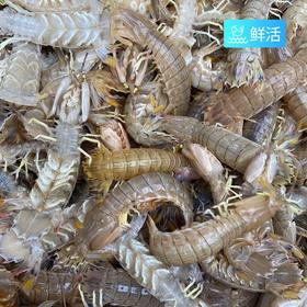 【鲜活】鲜活皮皮虾（1000g±50g）