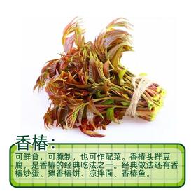 香椿（约150g）