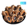【鲜活】海螺小(500g±50g) 商品缩略图0