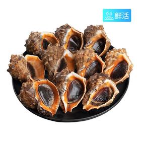 【鲜活】海螺小(500g±50g)