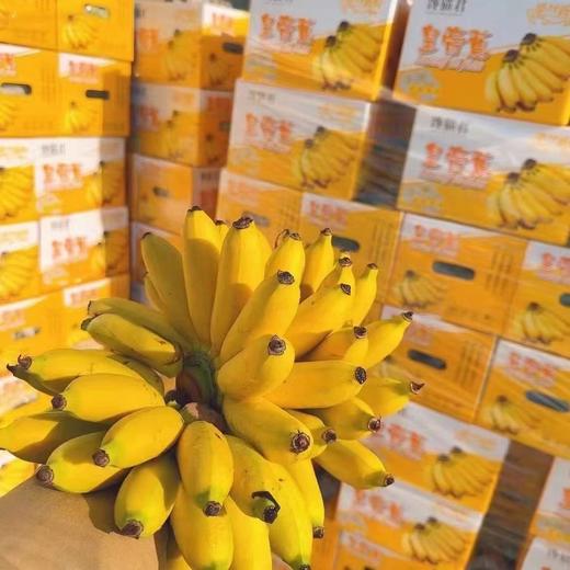 周三取货：【馋猫君皇帝蕉】一箱毛重5斤左右，论颜值和口感并存的一款香蕉！ 商品图8